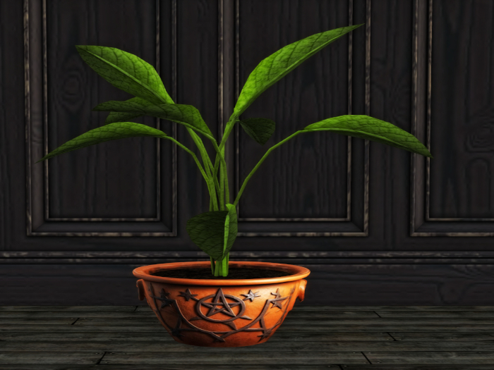 B&C Large house plant