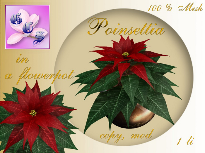Poinsettia in a flowerpot_DR_001B