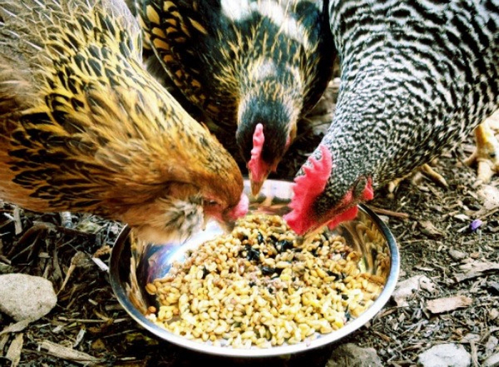 DFS Feed - Chicken (300)