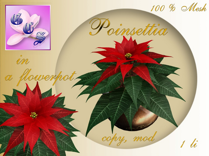 Poinsettia in a flowerpot_LR_001B