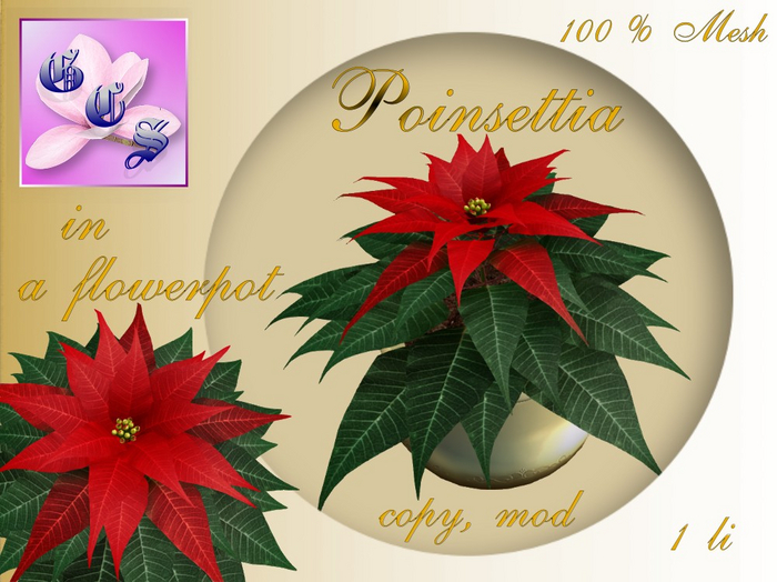 Poinsettia in a flowerpot_LR_001Z