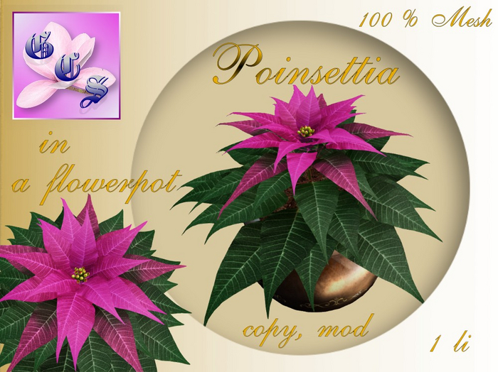 Poinsettia in a flowerpot_P_002B