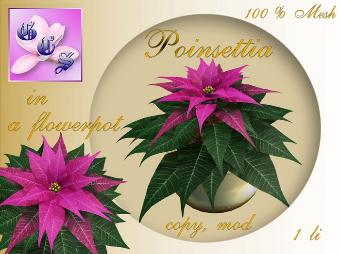 Poinsettia in a flowerpot_P_002Z