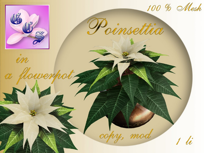 Poinsettia in a flowerpot_C_003B