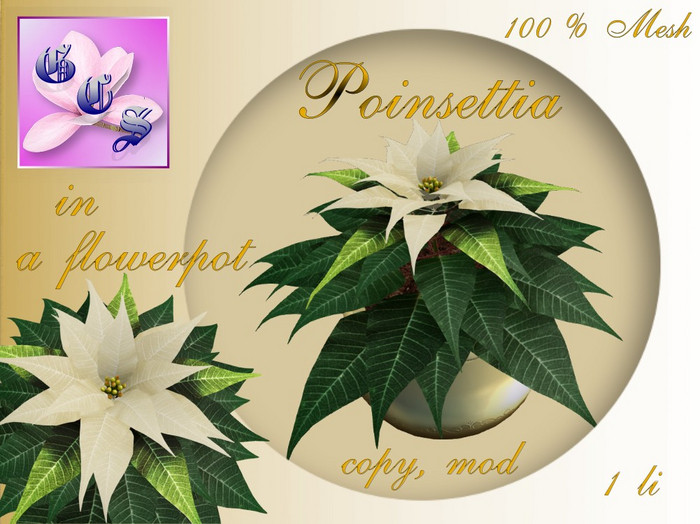 Poinsettia in a flowerpot_C_003Z