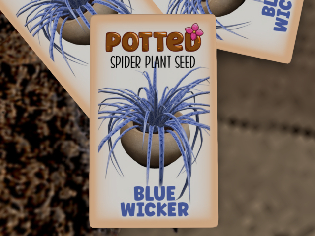 Potted: Spider Plant Seed: Blue Wicker