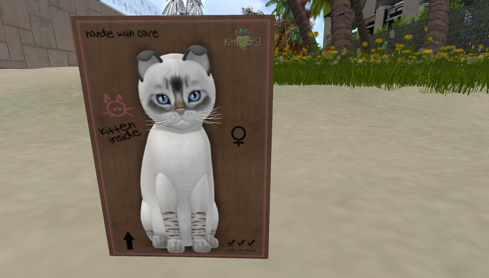 KittyCatS Box - New Born Kitten Balineses Seal Lynx