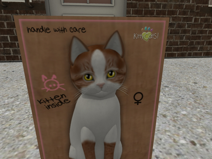 KittyCatS Box - New Born Kitten Female Genesis Flame III