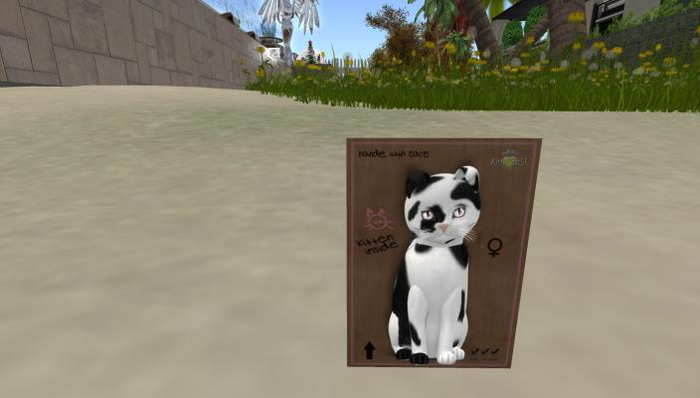 KittyCatS Box -  Female Black&White No. 1 