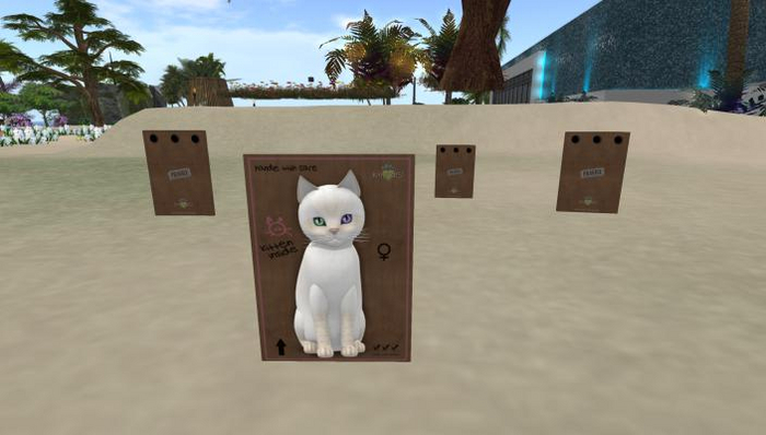 KittyCatS Box - Balinese Cream Lynx Female