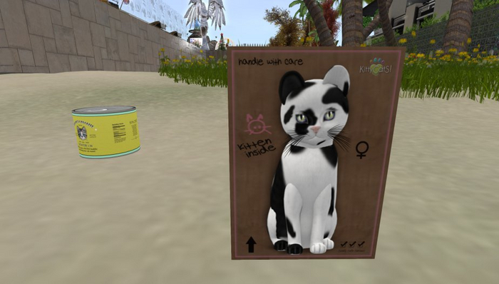 KittyCatS Box - New Born Kitten Black&White No.1