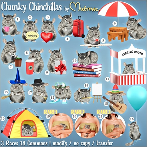 19. Mutresse-Chunky Chinchillas RARE