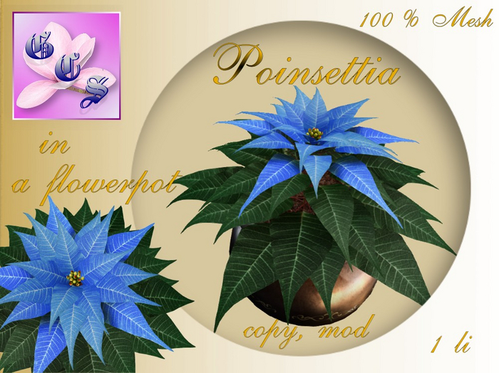 Poinsettia in a flowerpot_B_004B