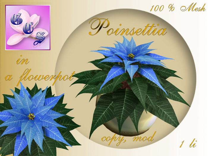 Poinsettia in a flowerpot_B_004Z