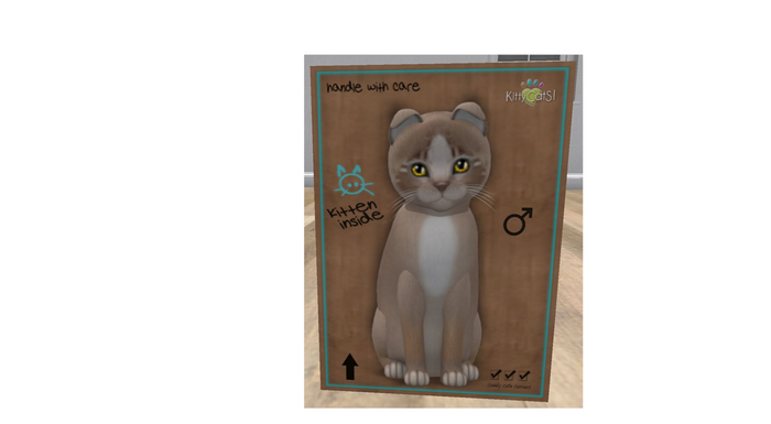 KittyCatS Box - New Born Kitten