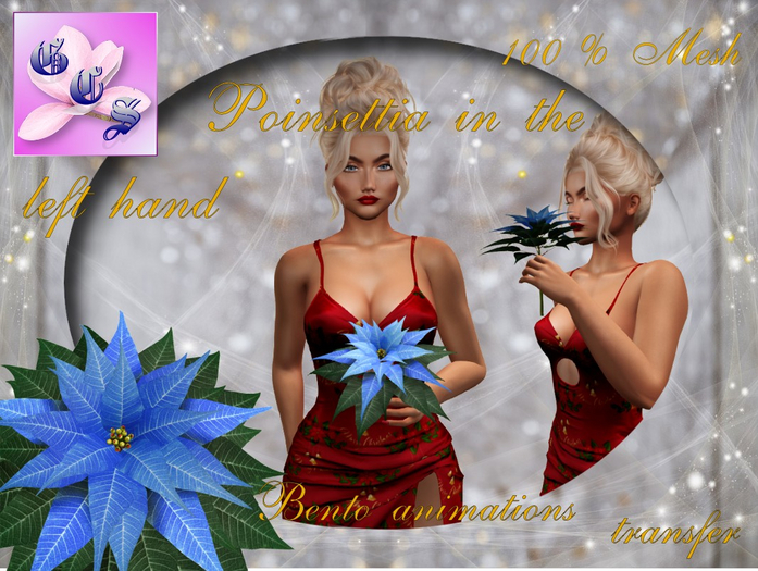 Poinsettia in the left hand Bento_B_004