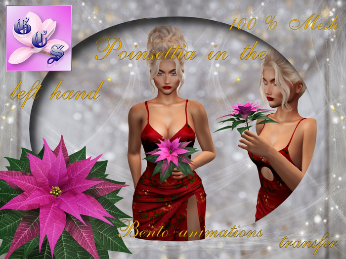 Poinsettia in the left hand Bento_P_002