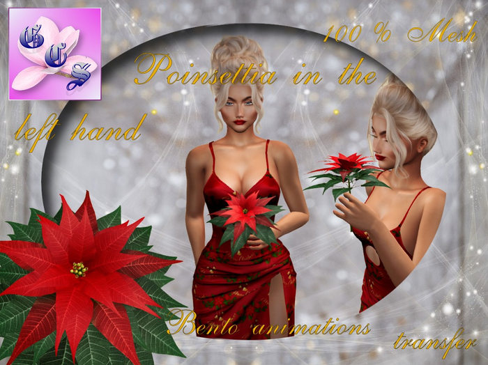 Poinsettia in the left hand Bento_LR_001