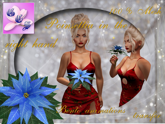 Poinsettia in the right hand Bento_B_004
