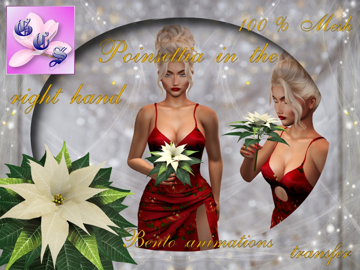 Poinsettia in the right hand Bento_C_003