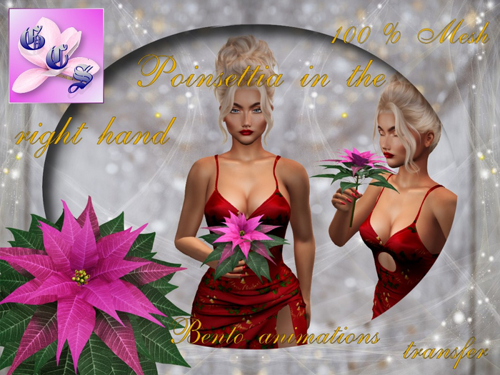 Poinsettia in the right hand Bento_P_002