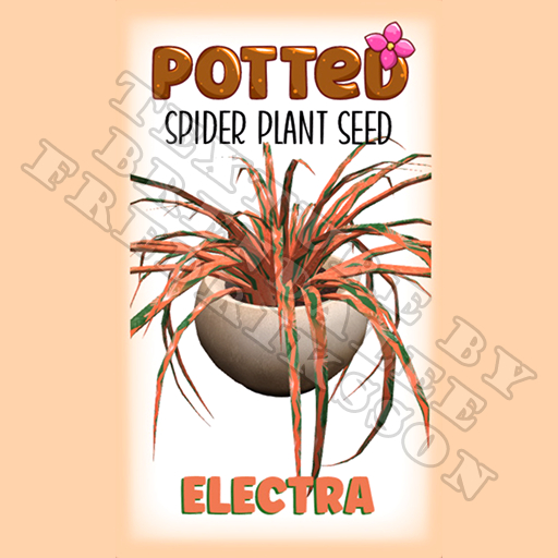 Potted: Spider Plant Seed: Electra (ACTUAL PLANT SEED) - Retired!