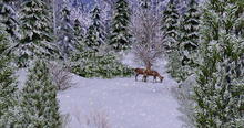 Winter Photography Backdrop