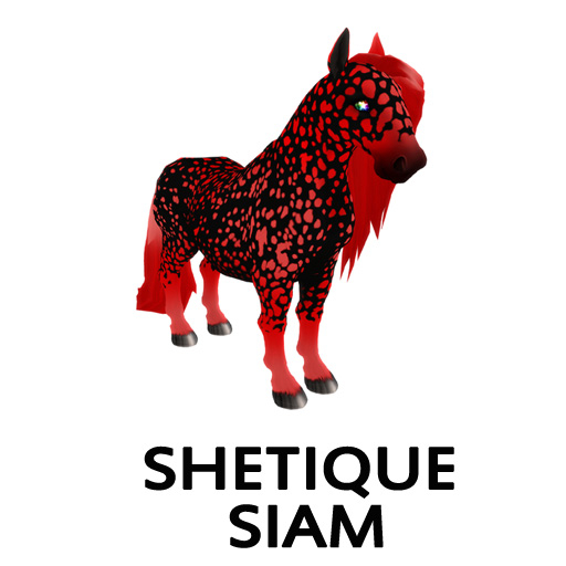 ShetiqueSiam Stud CCHeart