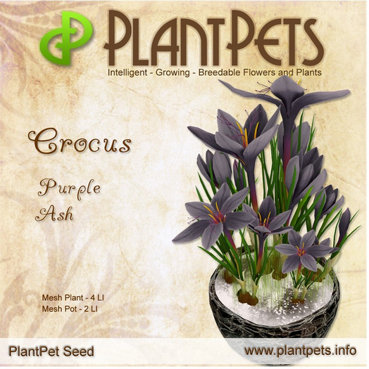 PlantPet Seed [Crocus *Purple Ash*]