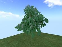 Arkads 1 Prim Mountain Hydrangea