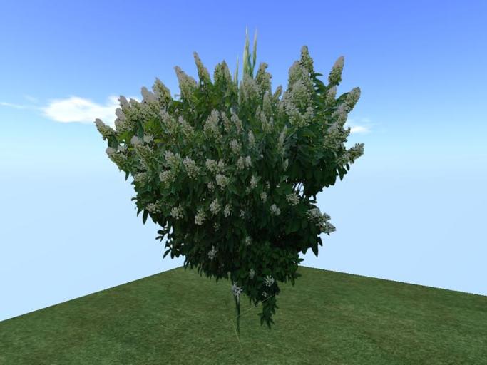 Arkads 1 Prim Panicle Hydrangea