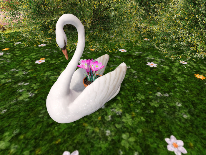 Swan with  Pink Crocuses