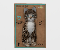 Male Breedable Cat KittyCayS Bengal - Tawny Beautiful Kitten