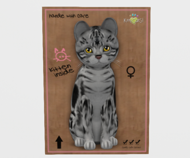 Female Breedable Cat KittyCatS American Shorthair - Silver...
