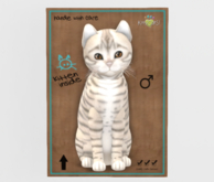 Male Breedable Cat KittyCatS Toyger - Snow Beautiful Kitten!