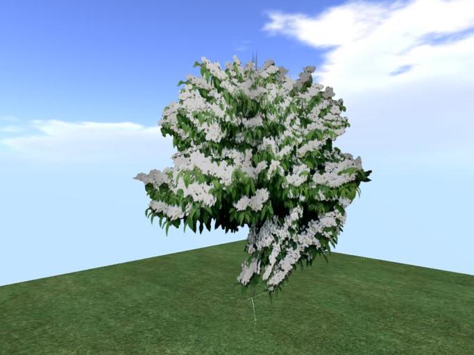 Arkads 1 Prim Hydrangea    Hydrangea arborescens v2