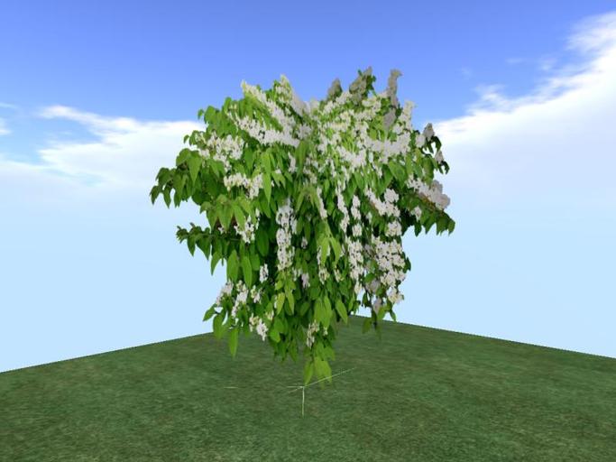 Arkads 1 Prim Hydrangea    Hydrangea arborescens V1