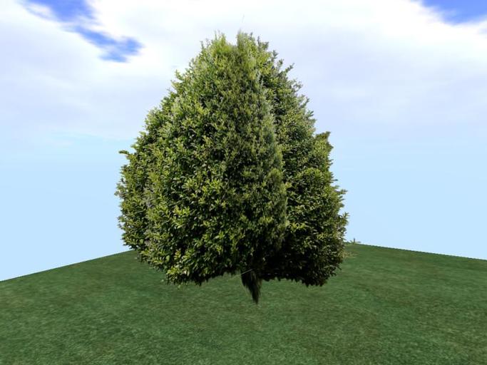 Arkads 1 Prim Holly    Ilex