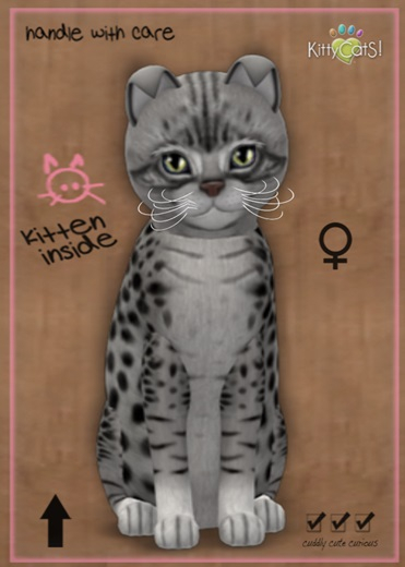 MEGAPUSS: KittyCatS Box - Ocicat - Ebony Silver - MegaPuss