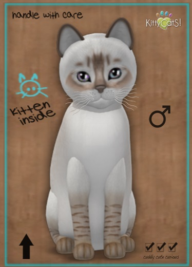 MEGAPUSS: KittyCatS Box - Balinese - Chocolate Lynx - MegaPuss