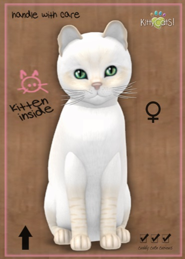 MEGAPUSS: KittyCatS Box - Balinese - Cream Lynx - MegaPuss