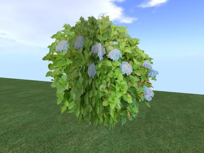 Arkads 1 Prim Bigleaf Hydrangea v4