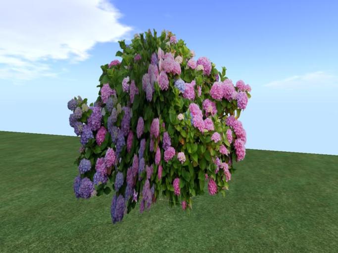 Arkads 1 Prim Bigleaf Hydrangea v3