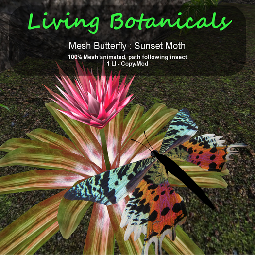 Inochi Botanicals - Butterfly - Sunset Moth
