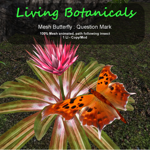 Inochi Botanicals - Butterfly - Question Mark