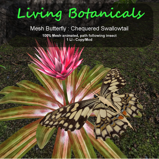 Inochi Botanicals - Butterfly - Chequered Swallowtail