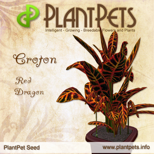 PlantPet Seed [Croton *Red Dragon*]