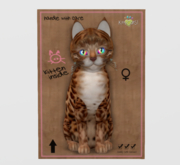 Female Breedable Cat KittyCatS Bengal - Copper Prismatic Kitten
