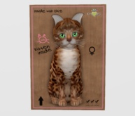 Female Breedable Cat KittyCatS Bengal - Copper Super Kitten!
