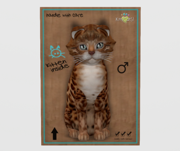 Male Breedable Cat KittyCatS Bengal - Copper Grey Matter Kitten